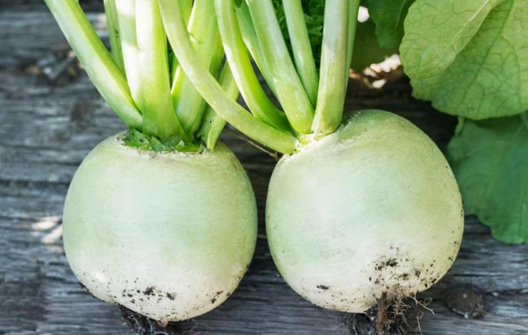 iStock_000063380591_Green-Radishes-On-Farm.jpg.rend.hgtvcom.1280.960.jpeg