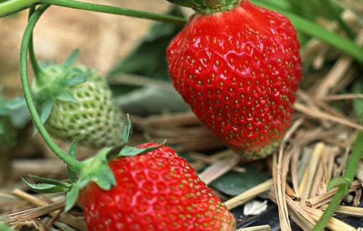 fruit_strawberry_wallpaper_EA60141_1.jpg