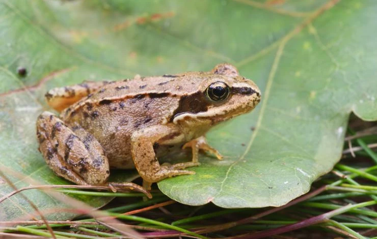 Common Frog 1.jpg