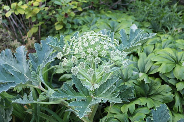 Heracleum-antasiaticum-overall-052716-640.jpg