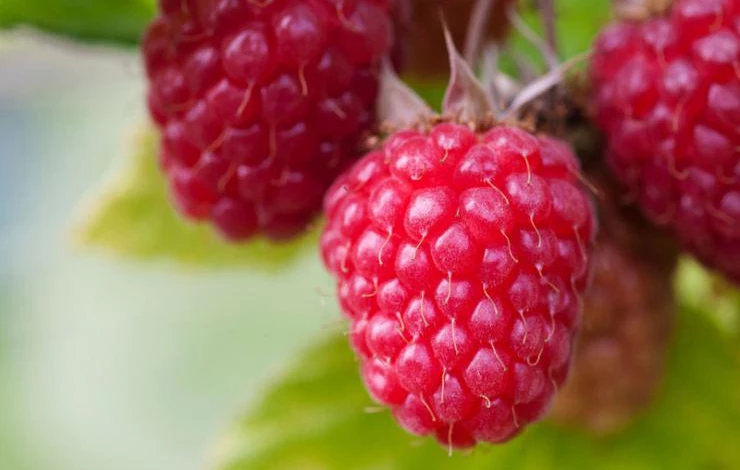 Raspberries-Alamy.jpg