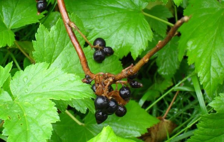 black_currant_plant_stock_2_by_solace_grace.jpg