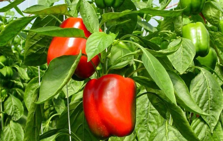 1418212119_Bell-pepper-farm.jpg