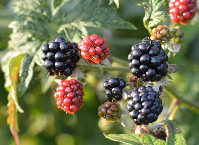 Blackberries_3241966k_1.jpg