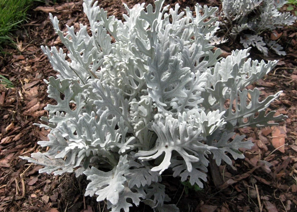 Senecio cineraria Silver Dust2.JPG