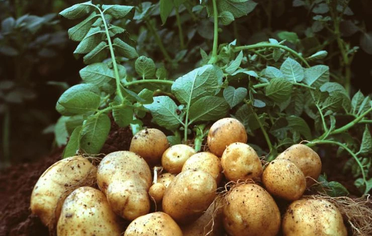 Potato-plant.jpg