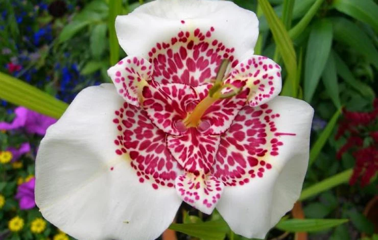 Tigridia Pavonia Flower 4.JPG