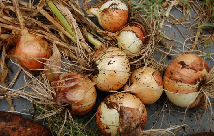 harvested-onions1.jpg