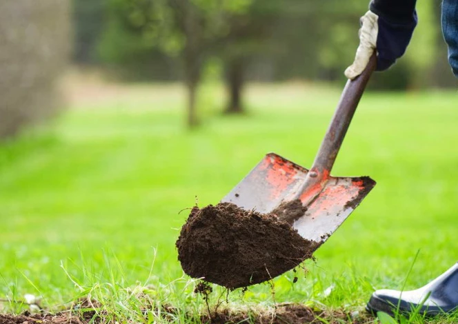 tree-planting-sized-1080x608.jpg