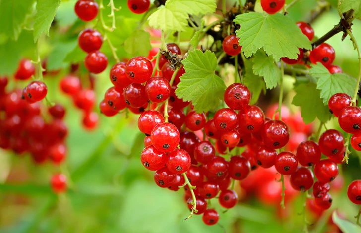 Red-currant.jpg