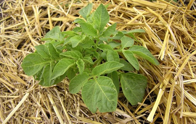 Potatoes-growing-in-straw-mulch2.jpg