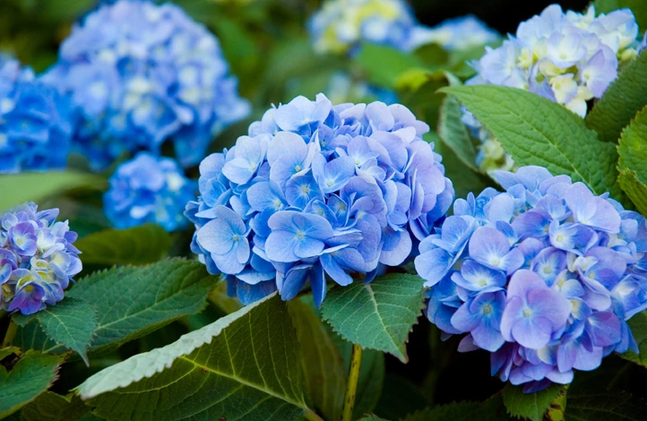 hydrangea-endless-summer.jpg