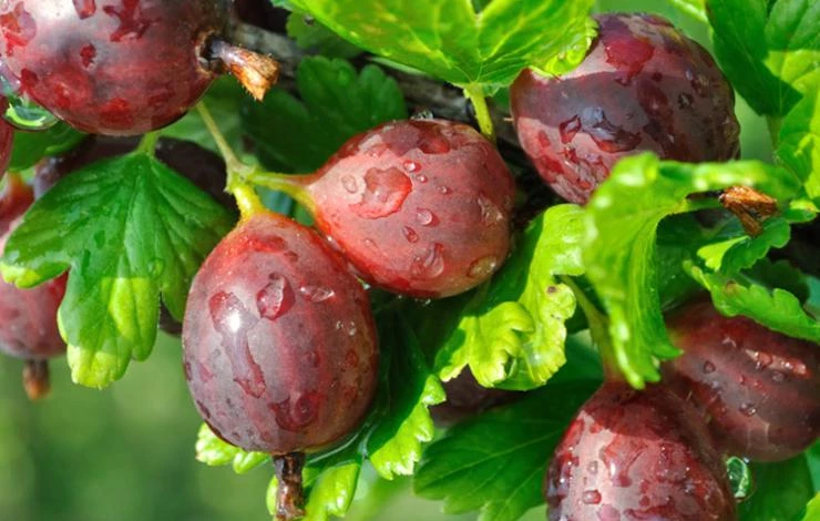 hinnonmaki-red-gooseberry.jpg