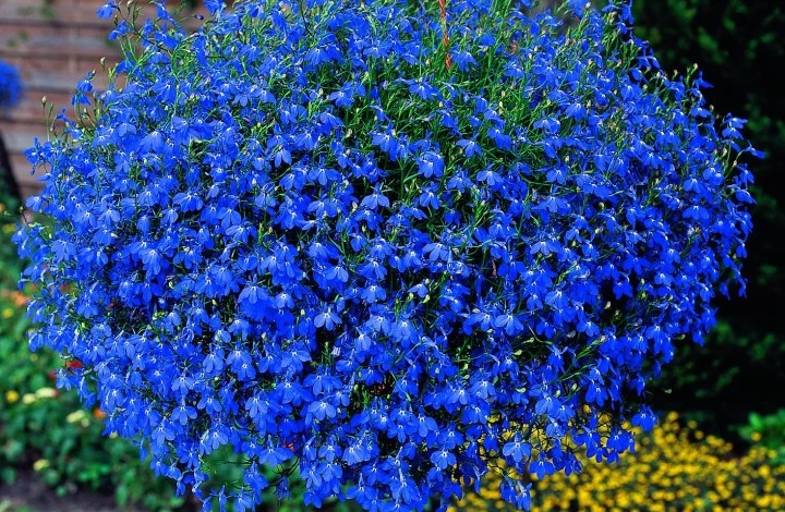 Lobelia-for-arthritis.jpg