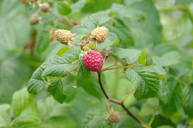 raspberries-color-taste-garden-nature-fruits-red.jpg