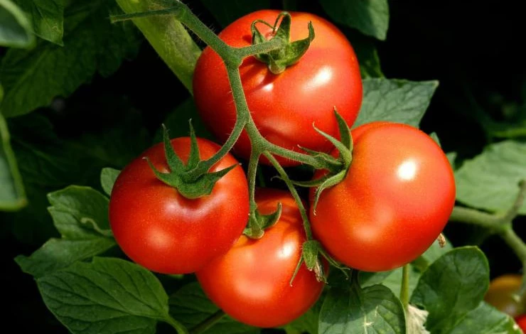 GMO-Tomatoes-Vine-Closeup.jpg