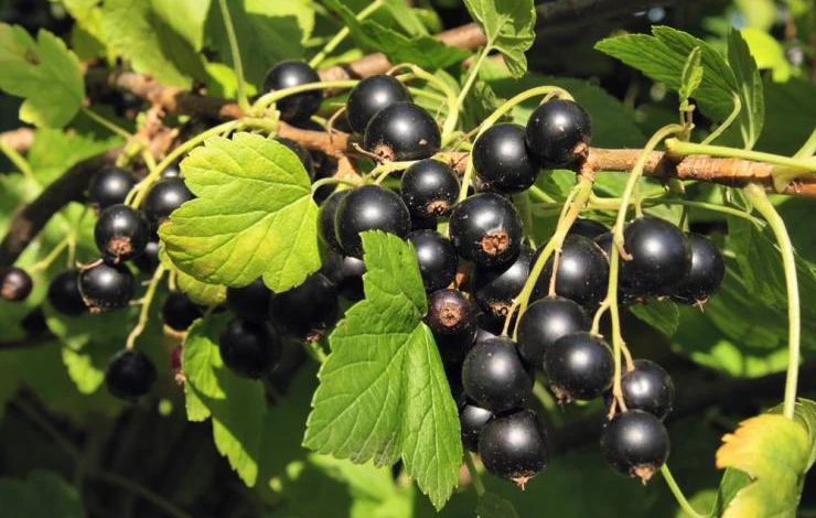 Black_Currants_Hi_Res.jpg