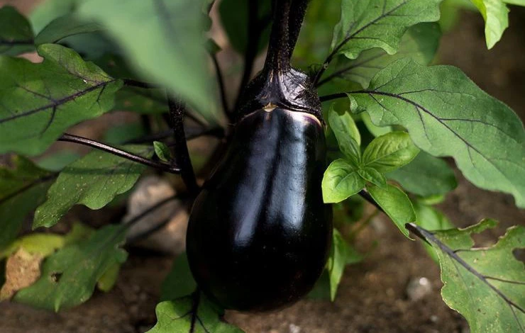 vegetables-black-egg-eggplant-70-days-1_1024x1024.jpeg