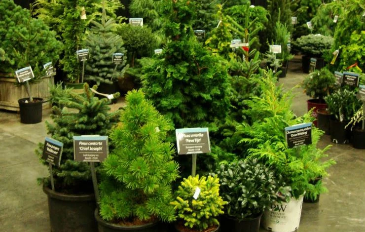 conifer display.JPG