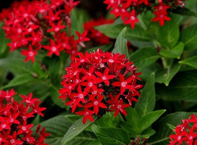 Pentas-2.jpg