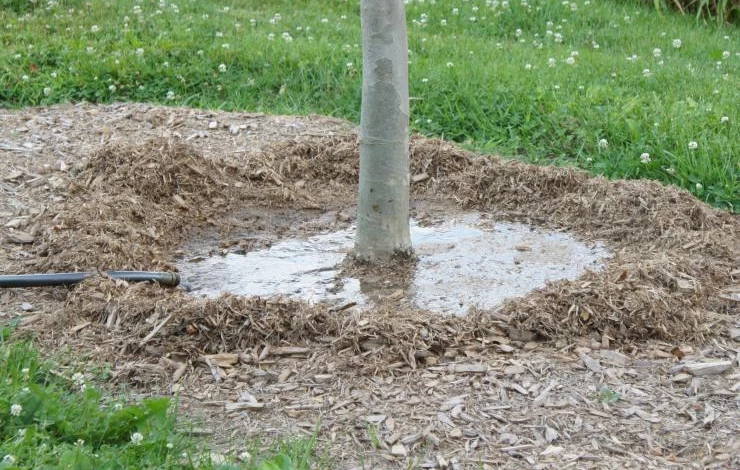 watering-tree.jpg