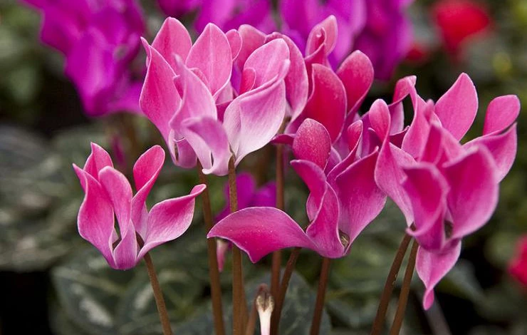 Cyclamen_persicum_flowers_photo_file_PDB90KB.jpg