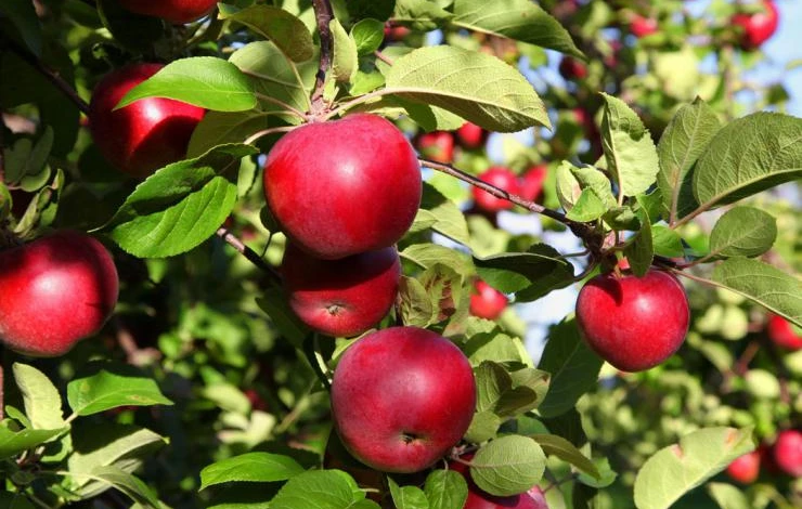 Apples-Malaysia.jpg