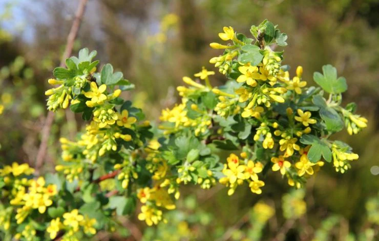 ribes_aureum_1.JPG