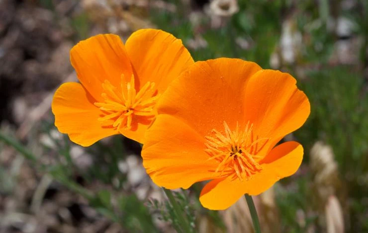 Kaldari_Eschscholzia_californica_02.jpg