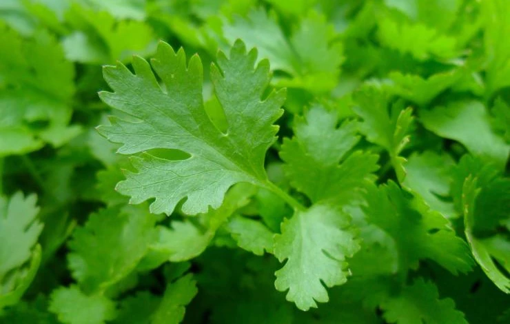 parsley-planting-growing-harvesting.jpg