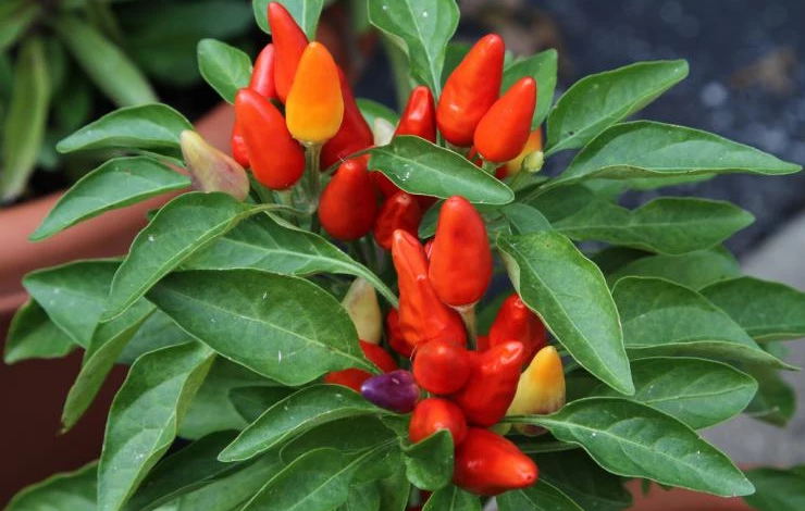 ornamental-peppers1.jpg