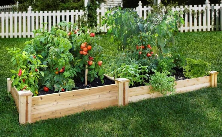 small-raised-vegetable-garden-and-fruit-raised-garden-bed-inspiration.jpg