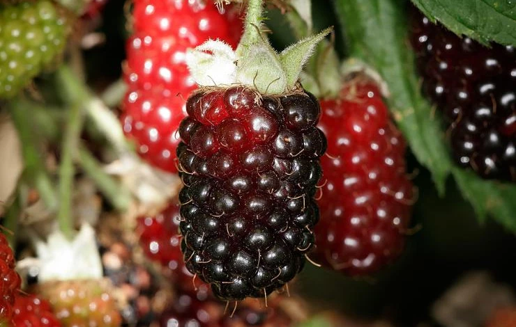 1280px-Boysenberries.jpg