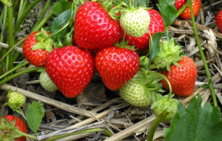 strawberries.jpg