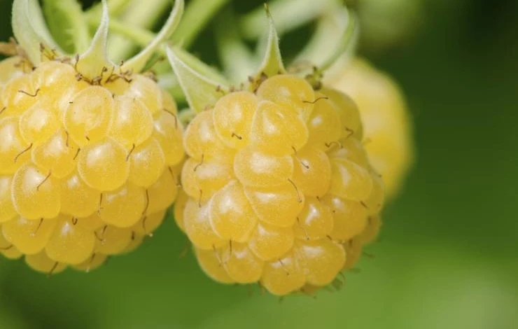 yellow-raspberries.jpg