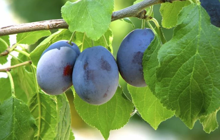 damson-plum.jpg