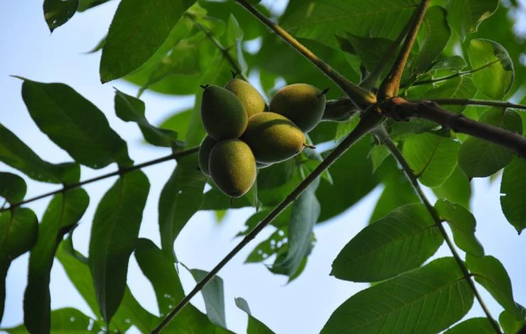 Juglans_mandshurica_(6_glandes).jpg