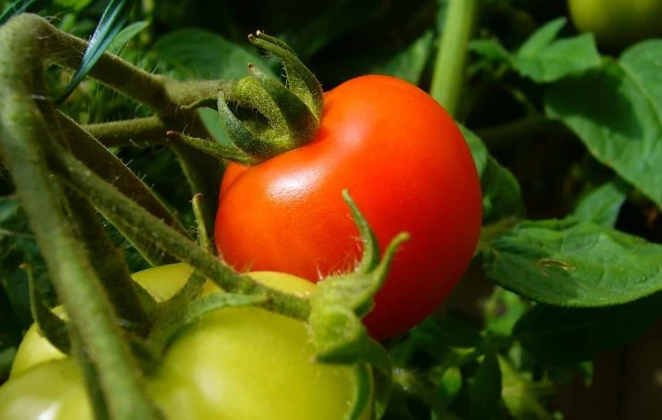 tomato-plant.jpg