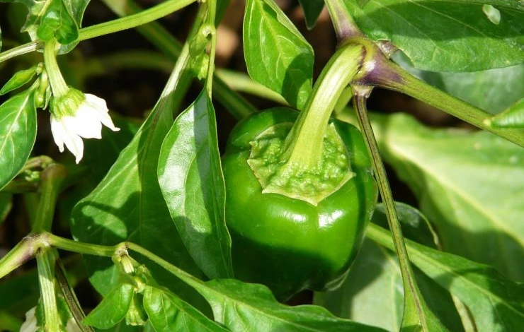 bell-pepper-plant-61733_960_720.jpg