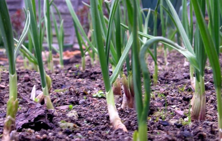 shallots-garden.jpg