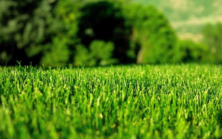 green-lawn.jpg