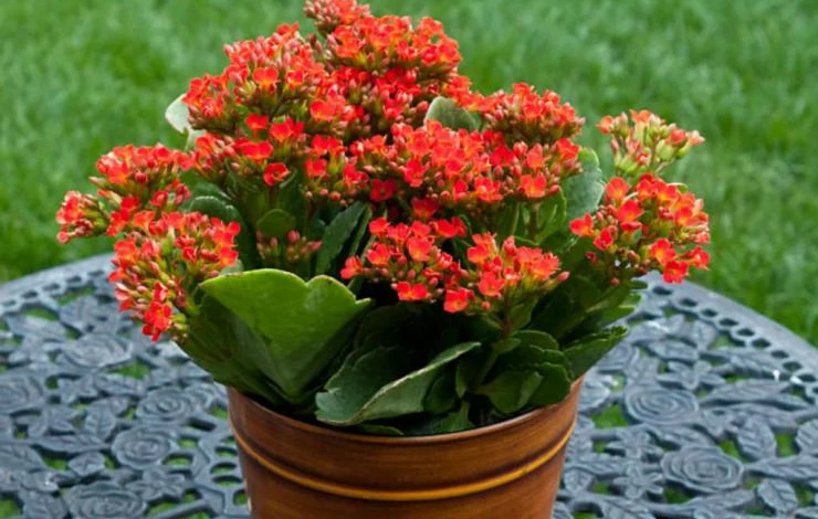 Kalanchoe.jpg