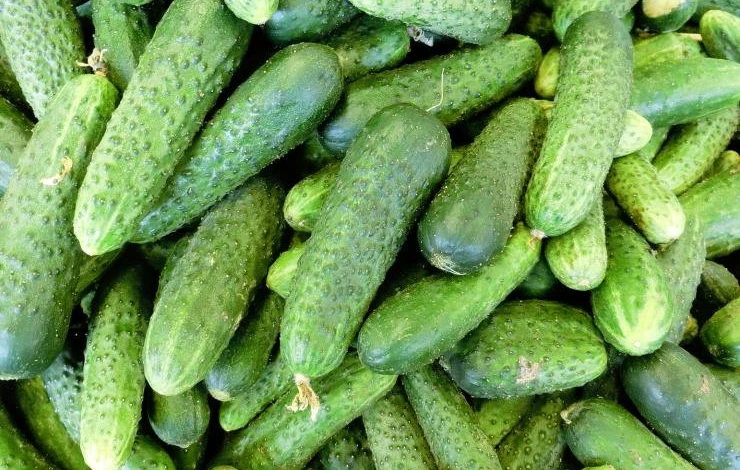 pickilingcucumbers2.jpg