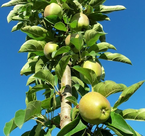 urban-apple-tree_1.jpg