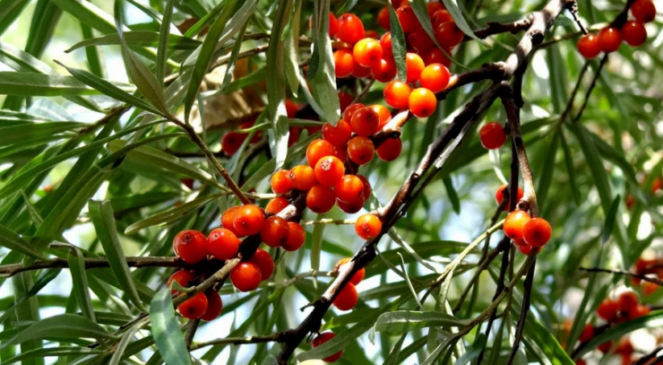 seabuckthorn.png