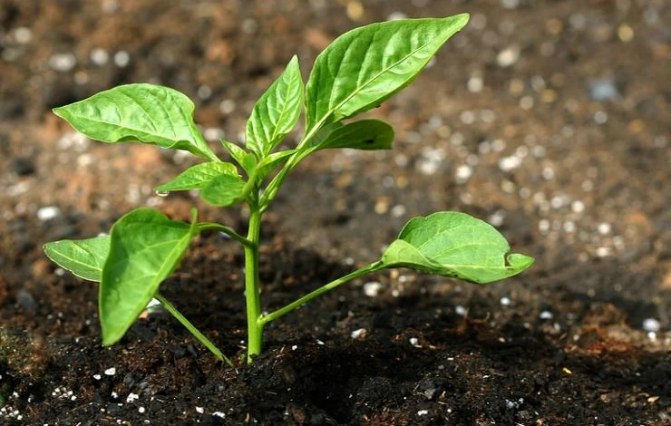 seedling-005_1.jpg