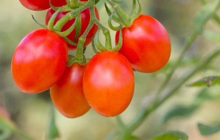 20150622-tomato-guide-grape-shutterstock.jpg