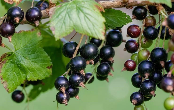 currant-896233_960_720.jpg