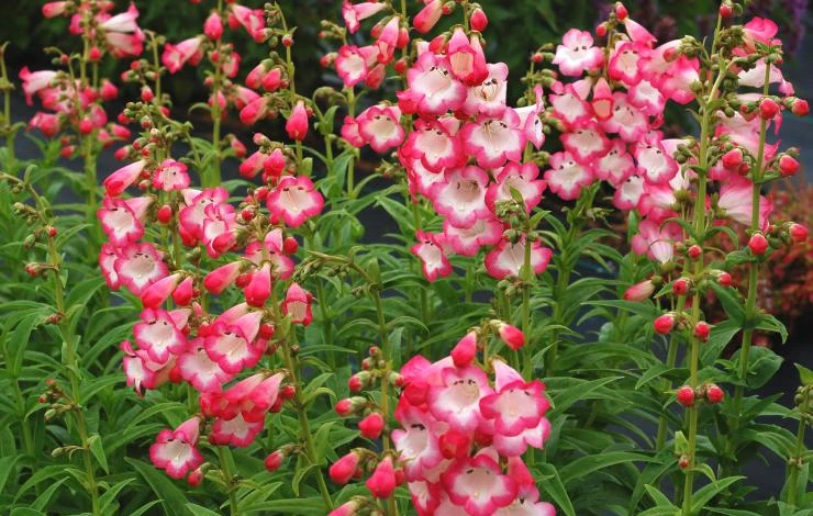 Penstemon_Watermelon_Taffy_1b.jpg