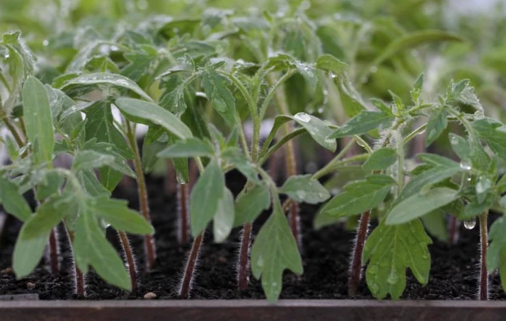 tomato-seedlings.jpg